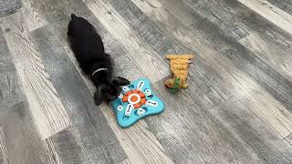 FOXMM Interactive Dog Treat Puzzle Toys for IQ Training & Mental Stimulating,Fun Slow Feeder,Large M