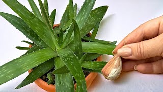 Nur 1 Knoblauchzehe! Und Aloe wächst fünfmal schneller