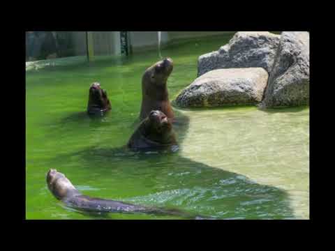 Zdenka Videosekvence