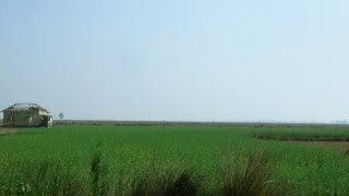 Mustard Fields in West Bengal 