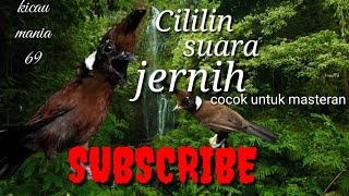 Download lagu Master Cililin nembak..,suara jernih||Nembak keras. mp3 Download lagu Master Cililin nembak..,suara jernih||Nembak keras. mp3