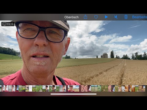 Erntereife Braugerste