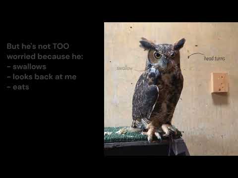 Great Horned Owl Body Language During a Training Session