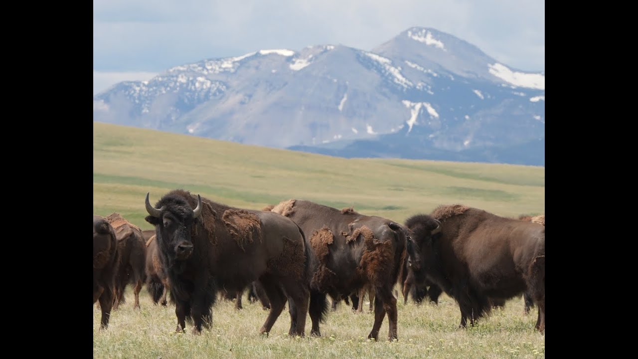 The Great Return: Taking Action to restore bison to their native homeland