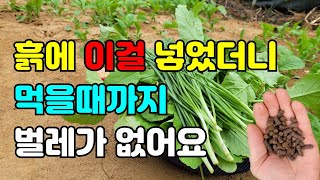 수시로 먹는 채소에 달팽이 청벌레 엽면시비말고 이걸 뿌리면 벌레 안와요. 달팽이 청벌레 진딧물 친환경 살충제…