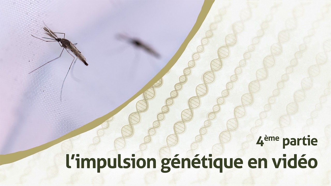 Série de vidéos sur l’impulsion génétique – Partie 4