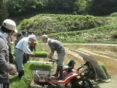 政治経済学科 聖学院大学│政治経済学科│体験学習「米づくりへの参加～田植え編」