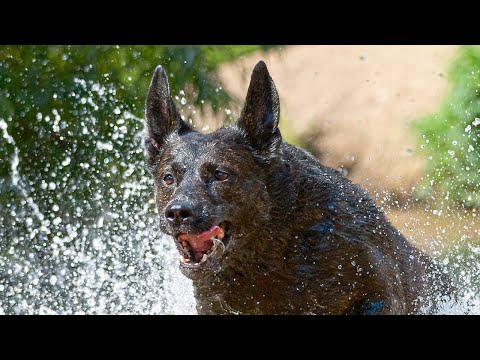 Dutch Shepherd is ready to help you 🐕‍🦺🚒