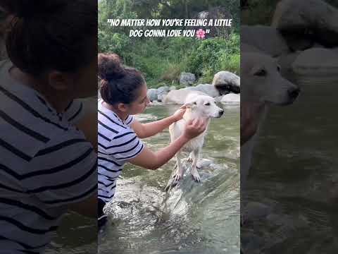 When dog looks at u #doggybestfriend #dogvideos #cute #doggielife #dogshorts