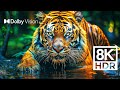 WILD WORLD DOLBY VISION EXTREME COLORS 8K HDR
