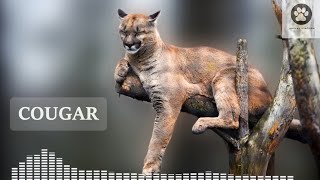 Mountain lion scream at night - cougar call, scream and sounds!