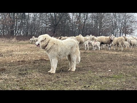 Pascolo vagante gregge di Daniele Ozenda e Luana Lamberti tante strade con traffico da attraversare