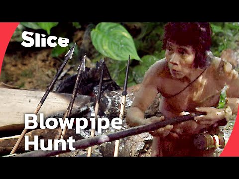 Deadly Blowpipes of the Jungle: How Borneo's Punan People Hunt in Silence | SLICE