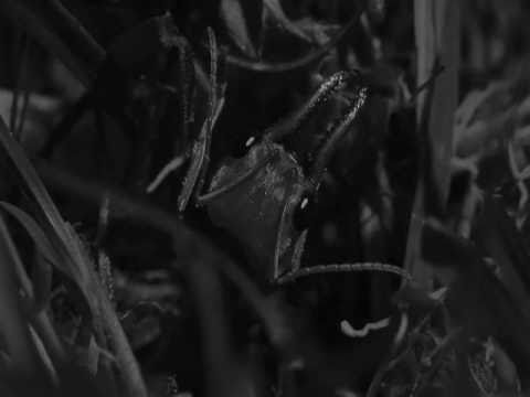 Giant Killer Bulldog Ants