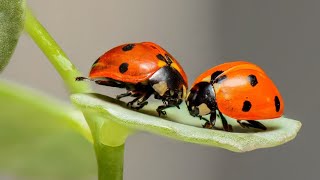 What Do Ladybugs Eat : The fact about lady bugs