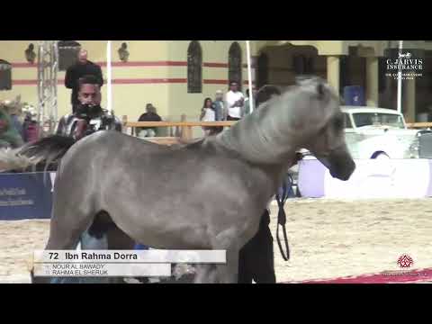 N.72 Ibn Rahma Dorra - The Egyptian Event Cairo 2024 - (Class 4) SE Colts 2 Years Old (Class 4)