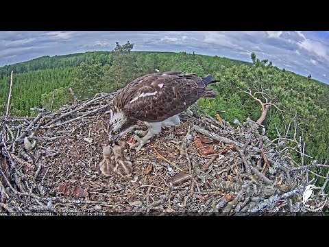 2017/06/08 15h51m Latvian Osprey~ Tina feeds her three chicks~
