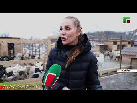 История чеченского «Хатико».