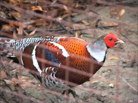 Syrmaticus ellioti zber fotografií