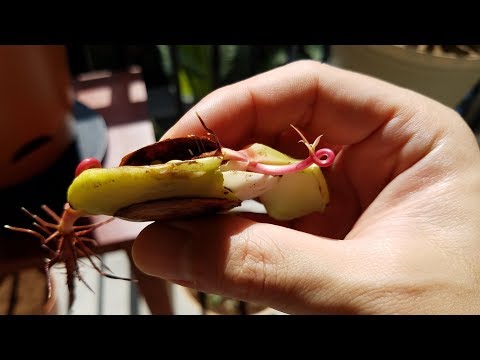 Growing a Honey Mango Seed, Days 0-12