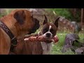 Homeward Bound 2 Lost In San Francisco 1996 Clip