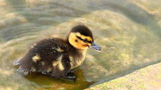 Bibio Lovers Carvings with Lyrics