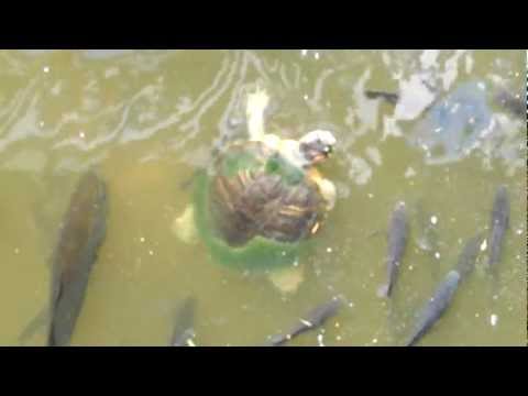 Turtle swimming with catfish