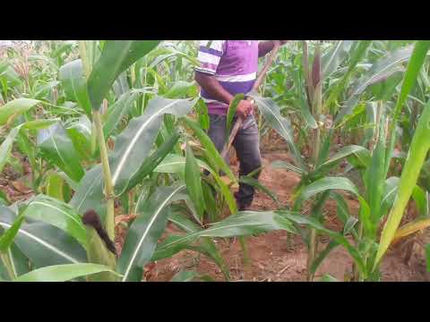 matuto da roça👍👍👍