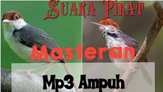 Download lagu Suara Pikat dan Masteran Burung prenjak Bambu I Pr... mp3