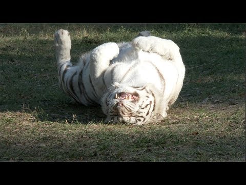 Big Cats And Cold Weather - YouTube