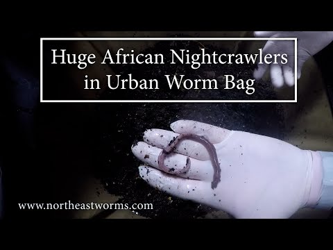 Huge African Nightcrawlers in the Urban Worm Bag - Update 5/12/21