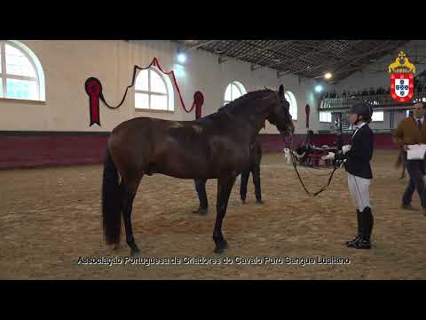 221022 6 Optimus - Aprovação de Garanhões