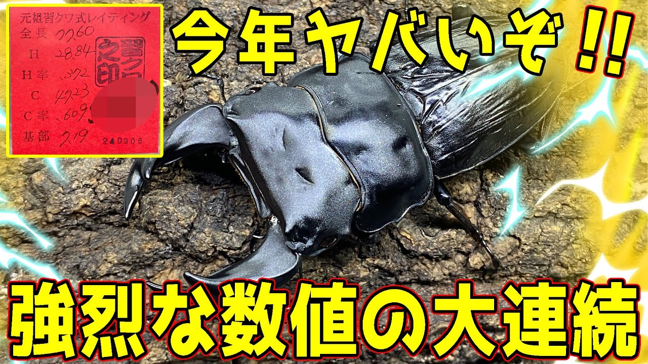 【これが最高のクワガタムシ】極太！大型！戦車体系のオオクワガタ....どれも国内最高レベルの個体をお見せします....