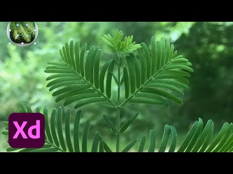Designing a Tree Identification App with Amy Baxter - 2 of 2 | Adobe Creative Cloud