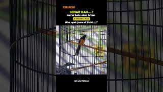 Download lagu Suara Murai Batu Nias Blacktail #muraibatu #muraibatunias #muraibatuniasblacktail mp3