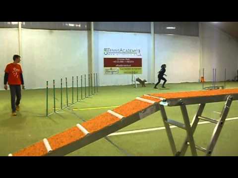 Daisy Tattendorf Télikupa 1. - A1 agility, 2. futam