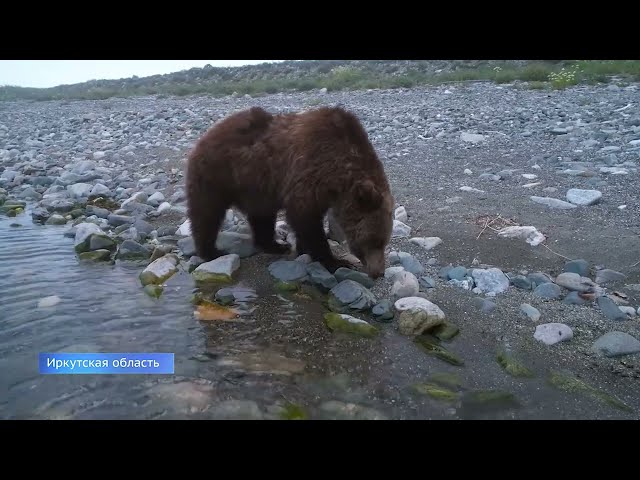 В Иркутске продолжают искать трехлапого медведя