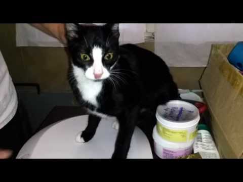 Fundtiere in Hoyerswerda - ELSTERWELLE