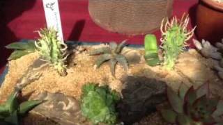 The unexpected beauty of cacti and succulents