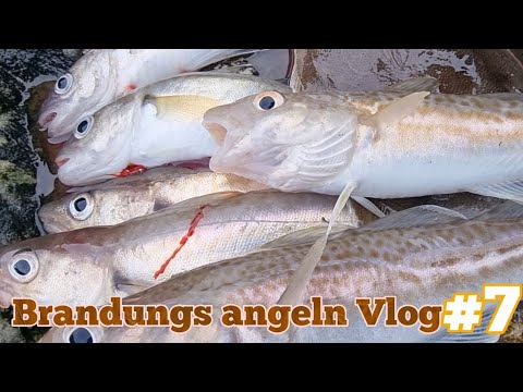 Burbot+Cod+Whiting+Plaice | Surf Fishing Vlog 7