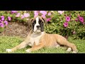 Boxer dogs for sale: Ranger  - Video 1