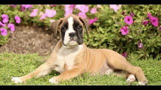 Video preview image #1 Boxer Puppy For Sale in GORDONVILLE, PA, USA