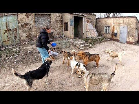 Pack of Stray Dogs can't Hold Joy when they See this Woman