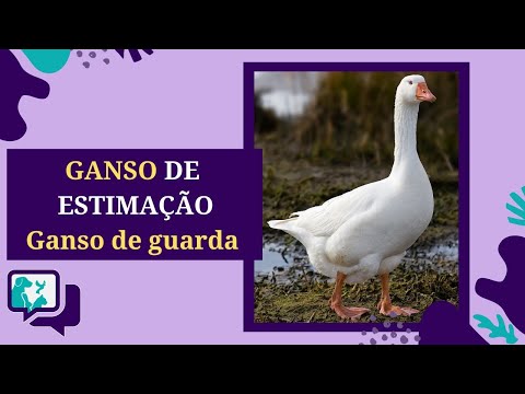 , title : 'GANSO DE ESTIMAÇÃO / GANSO DE GUARDA - Como Criar'