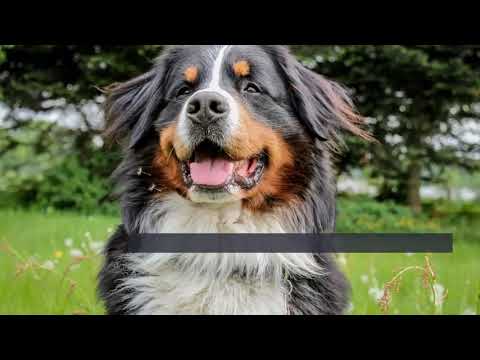Appenzeller Sennenhund Erziehung - die besten Tipps im Vergleich [+Informationen zur Rasse]