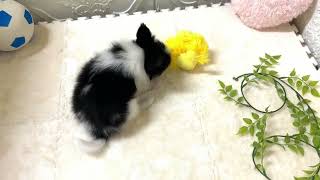 パピヨンの動画01