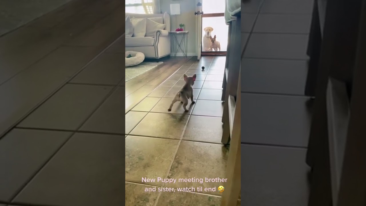 YouTube video preview