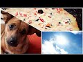 ASMR Making Pizza For Breakfast Lady Ate My Shirt ASMR Cooking Vlog I Quarantine Diaries Ep 1
