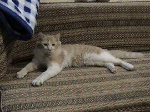 Mohammed Abu Bakr's Sona Billa