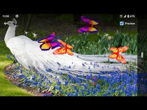 Peacock Live Wallpaper Video